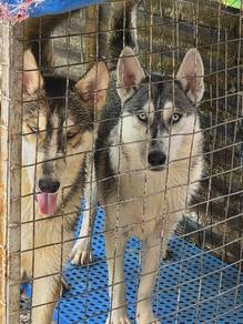 Siberian husky