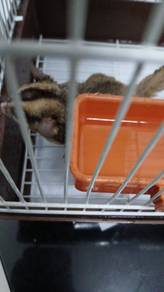 sugar glider