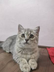 BSH Jantan & Betina British Short Hair