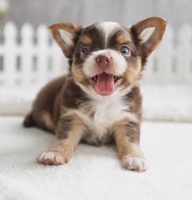 CHIHUAHUA PUPPIES CH210🌷 Head Apple Boy-Girl