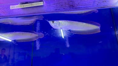 silver arowana for sale