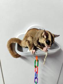 Sugar Glider Jantan Murah