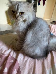 Kucing Long Hair