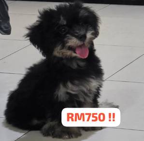 Shihpoo