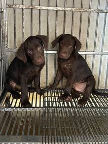 Chocolate Labrador