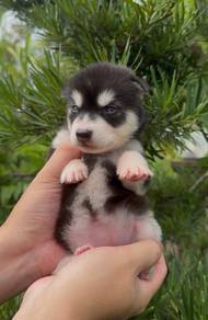 wooly husky