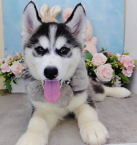Husky