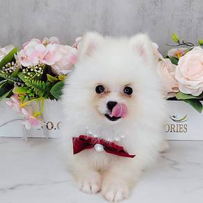 Pomeranian
