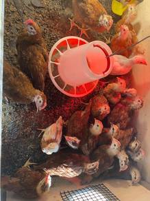 Ayam Rhode Island Red Cross Lohman Brown F1