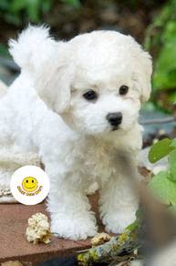 QTT1022 BICHONPOO Bichon x Poodle puppy