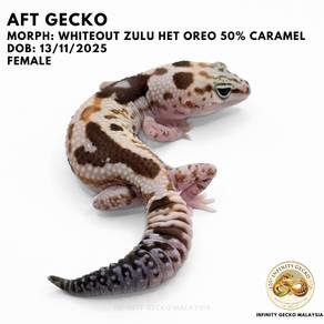 AFT African Fat Tail Gecko Whiteout Zulu Malaysia