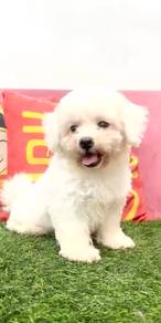 Bichon frise parent imported