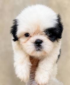 Shih Tzu tri color pup