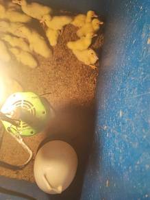 anak burung puyu, ayam kampung dan itik serati