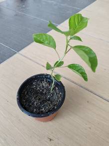 Passion fruit plant (Anak pokok markisa) 百香果树