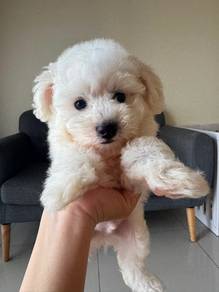 White Toy Poodle