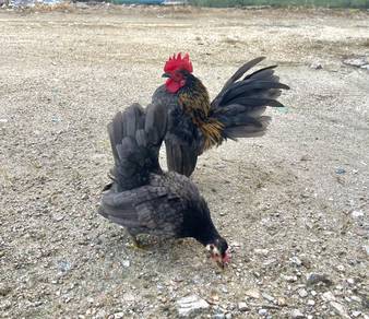 Ayam serama sepasang