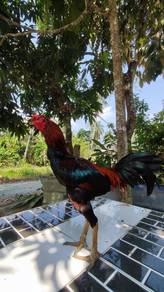 ayam baik 