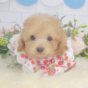 Poodle