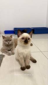 Bsh Pointed Colour