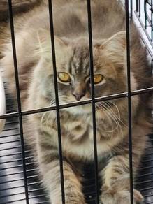 Kucing untuk dijual