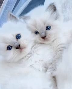 Ragdoll blue point 