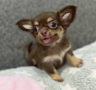 CHIHUAHUA PUPPIES 303 🌷Head Apple Cute Dog