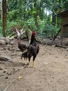 ayam jalan
