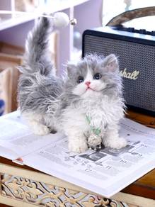 Selkirk Rex Lambkin Cat/kucing (kitten)