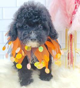 Poodle