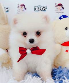 Pomeranian