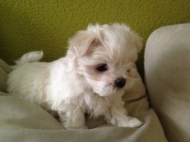 J8344 Tail-wagger Bichon cute white fluffy curly t