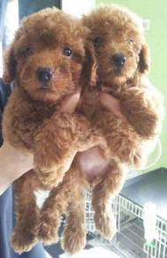 Toy poodle 