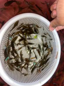 ikan guppy rm1
