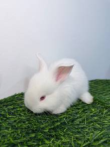 REW Netherland Dwarf mix rabbit