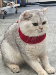 Pure Breed British Shorthair
