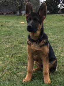 HKK900 German Shepherd puppies