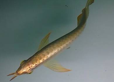 Arowana golden head crossback 10 inch