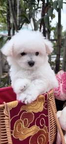 Korean frise bichon