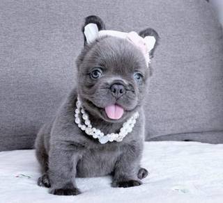 FRENCH BULLDOG PUPPIES VIP147 🌻 Long Fur / Girl