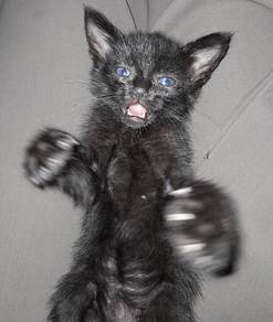 free kitten for adoption urgent 