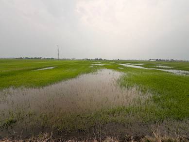 Agricultural Land in Sungai Besar, SGR
