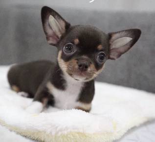 CHIHUAHUA PUPPIES CH211🌷 Head Apple Boy-Girl
