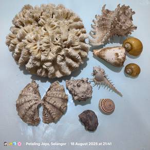 natural coral and seashells