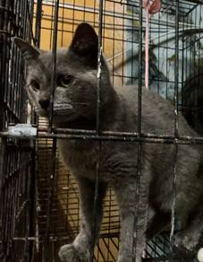 Bsh female