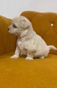 Maltese poodle puppies