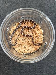 corn snake offer merdeka ular gecko