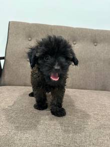The poodle