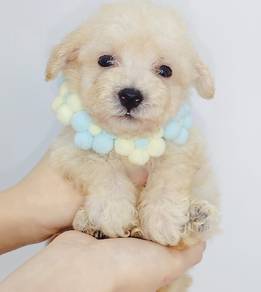 Poodle