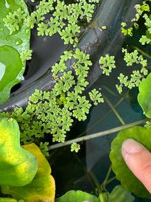 Azolla Mosquito Fern Aquatic Floating Plant